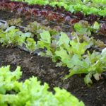 Growing a Greener Thumb: Unleashing the Magic of Organic Gardening